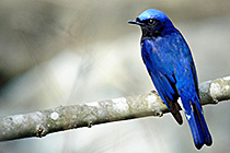 軽井沢野鳥の森