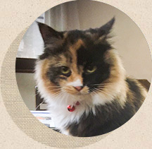 看板猫　猫リリー